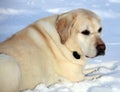 Sweet labrador retriever playing in snow, beautiful best dog Royalty Free Stock Photo