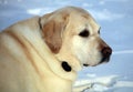 Sweet labrador retriever playing in snow, beautiful best dog Royalty Free Stock Photo