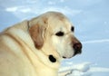 Sweet labrador retriever playing in snow, beautiful best dog Royalty Free Stock Photo