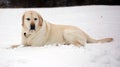 Sweet labrador retriever playing in snow, beautiful best dog Royalty Free Stock Photo