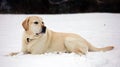 Sweet labrador retriever playing in snow, beautiful best dog