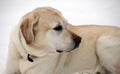 Sweet labrador retriever playing in snow, beautiful best dog Royalty Free Stock Photo