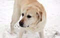 Sweet labrador retriever playing in snow, beautiful best dog