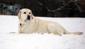 Sweet labrador retriever playing in snow, beautiful best dog