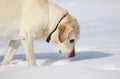 Sweet labrador retriever playing in snow, beautiful best dog