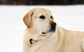 Sweet labrador retriever playing in snow, beautiful best dog Royalty Free Stock Photo