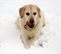 Sweet labrador retriever playing in snow, beautiful best dog Royalty Free Stock Photo