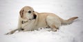 Sweet labrador retriever playing in snow, beautiful best dog Royalty Free Stock Photo