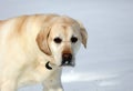 Sweet labrador retriever playing in snow, beautiful best dog