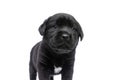 Sweet labrador retriever puppy looking away in studio