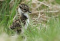 A cute Lapwing chick, Vanellus vanellus, standing in the long grass in the moorlands of Durham, UK. Royalty Free Stock Photo