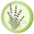 Sweet Lavender Herb Icon