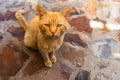 Sweet lazy ginger kitten - orange kitten close up