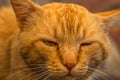 Sweet lazy ginger kitten - orange kitten close up