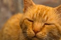 Sweet lazy ginger kitten - orange kitten close up