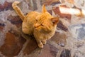 Sweet lazy ginger kitten - orange kitten close up