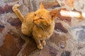 Sweet lazy ginger kitten - orange kitten close up