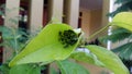 sweet leaves surrounded by ants in the garden