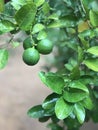 Sweet lemon tree in srilankan