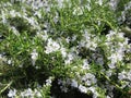 Sweet light blue Huntington Carpet Rosemary herb flowers blooming in spring Royalty Free Stock Photo