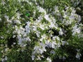 Sweet light blue Huntington Carpet Rosemary herb flowers blooming in spring Royalty Free Stock Photo