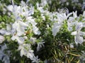 Sweet light blue Huntington Carpet Rosemary herb flowers blooming in spring Royalty Free Stock Photo