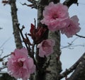 Sweet Light Pink Cherry Blossom At Jericho Beach Bc