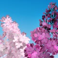 Sweet Lilac on the blue-sky background. Two branches with summer lilac flowers Royalty Free Stock Photo