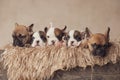 sweet line of five french bulldog puppies posing