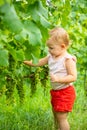 Sweet little baby girl picking fresh ripe grapes in a beautiful sunny summer vine yard in Prague, Czech republic Royalty Free Stock Photo