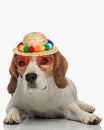 sweet little beagle puppy wearing hat and sunglasses and laying down Royalty Free Stock Photo