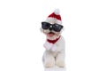 Sweet little bichon dog with christmas hat Royalty Free Stock Photo