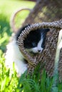 Sweet little black and white kitten Royalty Free Stock Photo