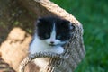 Sweet little black and white kitten in the basket Royalty Free Stock Photo