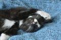 Sweet little black and white short hair kitten sleeping and playing in a blue domestic blanket Royalty Free Stock Photo