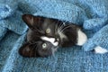 Sweet little black and white short hair kitten sleeping and playing in a blue domestic blanket Royalty Free Stock Photo