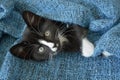 Sweet little black and white short hair kitten sleeping and playing in a blue domestic blanket Royalty Free Stock Photo