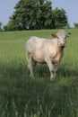 Sweet lillte white calf in a pasture Royalty Free Stock Photo