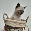 Sweet little cat in a basket Royalty Free Stock Photo