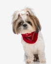 sweet little curious shih tzu puppy with ponytails looking far away