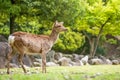 Sweet Little Deer Kid Fawn Looking to the Side with Sunshine in the forest with green background