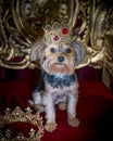 Royal dog portrait with jeweled crown and gold throne