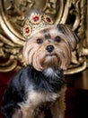 Tiny Royal dog portrait with jeweled crown, gown and gold throne