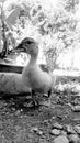 Sweet little duck in the farme Royalty Free Stock Photo