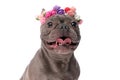 Sweet little french bulldog dog with flowers headband sticking out tongue Royalty Free Stock Photo