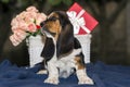 Sweet little gentle puppy Basset hound with sad eyes and very lo Royalty Free Stock Photo