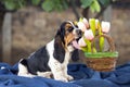 Sweet little gentle puppy Basset hound Royalty Free Stock Photo