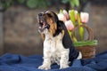 Sweet little puppy Basset hound with sad eyes and very long ears Royalty Free Stock Photo