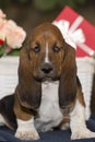 Sweet little gentle puppy Basset hound sitting on a blanket and Royalty Free Stock Photo