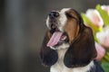 Sweet little gentle puppy Basset hound with very long ears Royalty Free Stock Photo